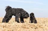 BOUVIER DES FLANDRES 163